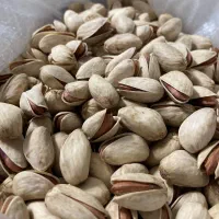 فروش پسته خام عمده