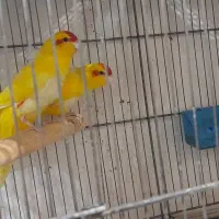 سالن پرورش گیرینچیک.فنچ.عرروسهلندی.ملنگو.کاکاریکی