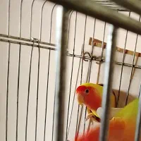 طوطی برزیلی|پرنده|نسیم‌شهر, |دیوار