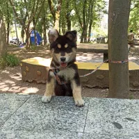 سگ ژرمن هاسکی