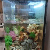 آکواریوم|ماهی|کرج, گوهردشت|دیوار