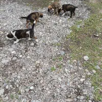 توله سگ های میکس شده شکاری