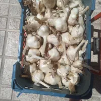 1 تن سیر درجه یک