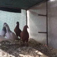 جوجه گلی جوجه سبز|پرنده|زرند, |دیوار