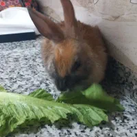 خرگوش سالم وسرحال|موش و خرگوش|پیرانشهر, |دیوار