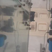 حلزون کلمبیایی|خزنده|خمینی‌شهر, |دیوار