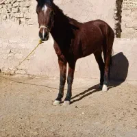 اسب|اسب و تجهیزات اسب‌سواری|کلات (خراسان), |دیوار
