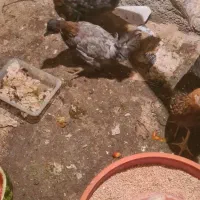 مرغ و خروس سلطان ونیمچه گلین