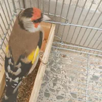 سهره دورگ|پرنده|شیراز, گویم|دیوار