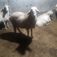 بره قوچ مغانی|حیوانات مزرعه|ارشق, |دیوار