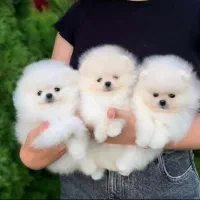 توله سگهای جیبی