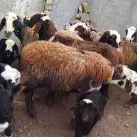 میش بره دار|حیوانات مزرعه|قزوین, |دیوار