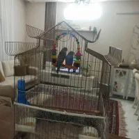 مرغ عشق|پرنده|گلبهار, شهر جدید گلبهار|دیوار