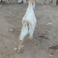 یه دونه کهره نر قیمت ۵۷۰۰|حیوانات مزرعه|داراب, |دیوار