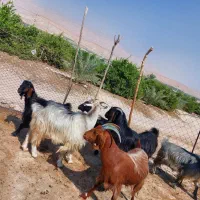 بزچاق|حیوانات مزرعه|جویم, |دیوار