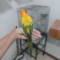 طوطی خورشیدی همراه با قفس|پرنده|شهریار, شهرک امیریه|دیوار