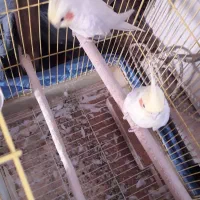 فرو ش دو عدد نر عروس هلندی