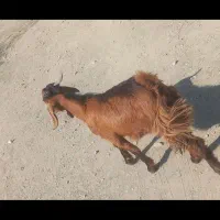 ۶تا بره  .و۲تا کهره نر دونه ای ۴۸۰۰ و۱ بز ۵۲۰۰|حیوانات مزرعه|جیرفت, |دیوار