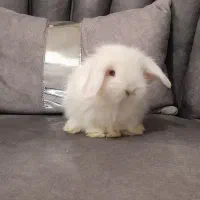 بچه خرگوش لوپ|موش و خرگوش|دورود, |دیوار