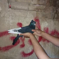 کبوتر رنگه|پرنده|سیدآباد, |دیوار