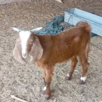 پازن کهره. نر|حیوانات مزرعه|سعدآباد, |دیوار