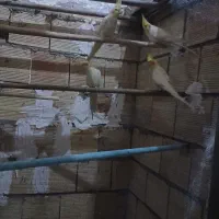 عروس هلندی
