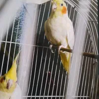 یک جفت|پرنده|اهواز, کمپلو جنوبی|دیوار