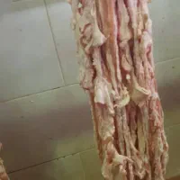 روده چاق گوسفندی|خوردنی و آشامیدنی|تهران, ترمینال جنوب|دیوار