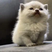 توله گربه ی اسکاتیش سفید نر دو ماهه و نیمه