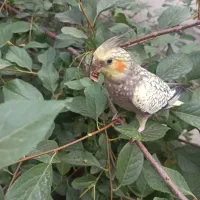 عروس هلندی