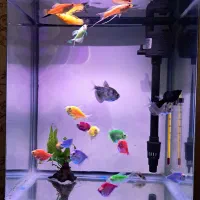 ماهی کالر مولی20عدد|ماهی|تبریز, |دیوار