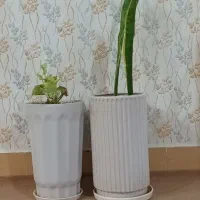 دوتاگلدون سفید بلند|گل و گیاه طبیعی|بروجرد, |دیوار