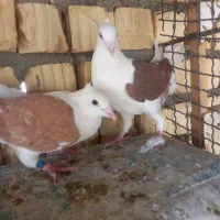۵جفت نروماده ذات دارو