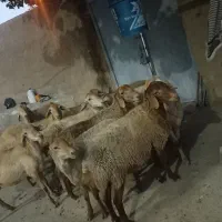 میش  مغان  همه شیشک درجه یک مالچه