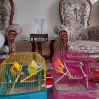 فنچ|پرنده|تهران, بازار|دیوار