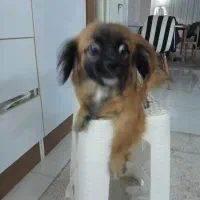 سگ تربیت شده|سگ|محمدشهر, محمدشهر|دیوار