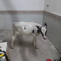 یک عددگوساله ماده  ۳ماه