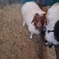 باسلام یک عددبره دیوره کوچک چاق بفروش میرسد