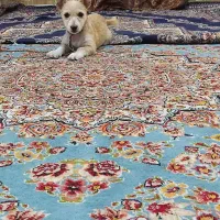 سگ‌پاکوتاه‌به‌مورور‌زمان‌پشمالو‌میشه‌‌و۳ماهشه