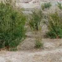 باغ آبنو بالاتر از  کهک