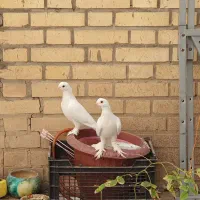 جفت جوان حندقی|پرنده|قم, شهرک مهدیه|دیوار