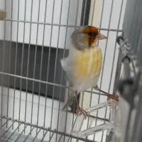 فروش سهره و سهره قناری