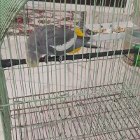 عروس هلندی نر|پرنده|فردیس, سپید دشت|دیوار