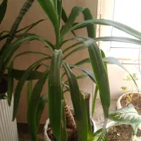 گل طبیعی|گل و گیاه طبیعی|سنندج, |دیوار