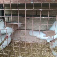کبوتر تزیینی و پرشی معاوضه با دوچرخه و سگ و طوطی