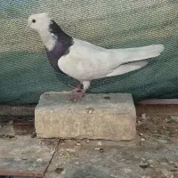 کفتر طوقی سیاه کاکولی