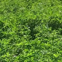 چهار شیلیف یونجه چین سوم