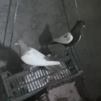 دوعدد دورنگ ماده.طوقی کاغذی ماده.یهودی هفترنگ نر..|پرنده|قزوین, |دیوار