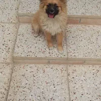 ماده