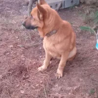 ژرمن|سگ|لاهیجان, یوسف آباد|دیوار